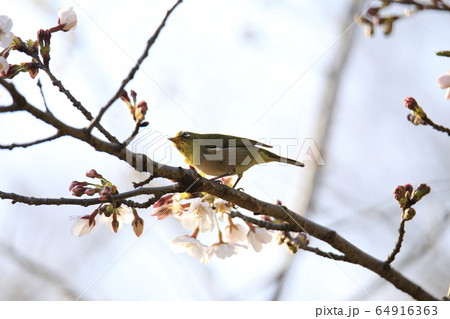 荒尾市　四ツ山神社　メジロ、 64916363
