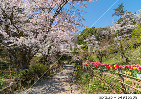 チューリップと桜（吾妻公園） 64916508