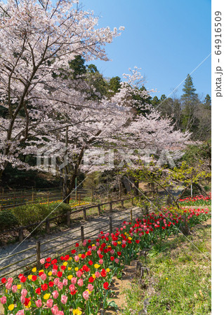 チューリップと桜（吾妻公園） 64916509