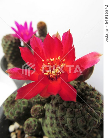 スルコレブチア　ラウシー 64916842