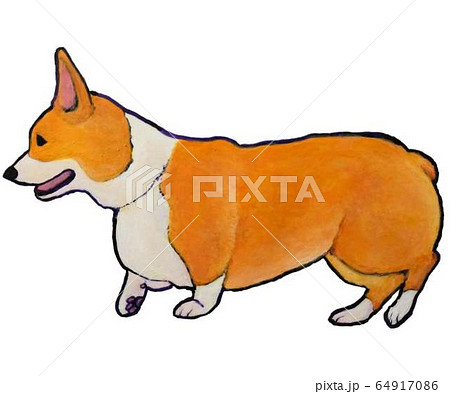 歩くコーギー 64917086