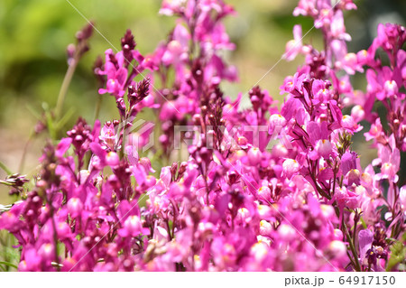 リナリア（姫金魚草） 64917150