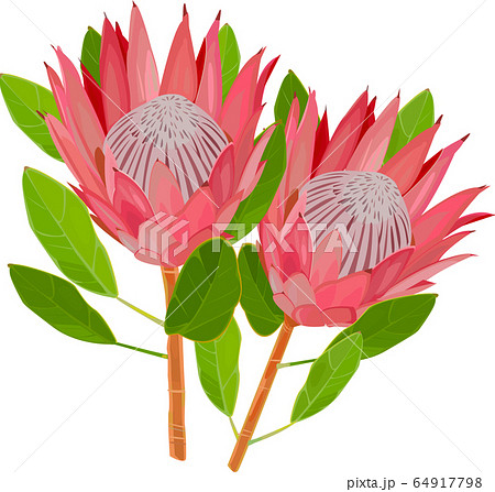 プロテアのイラスト素材