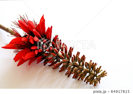 沖縄の県花　デイゴの花 64917815