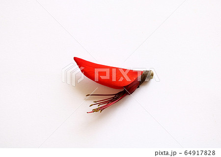 沖縄の花　赤い妖精 デイゴ 64917828