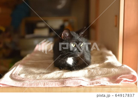 黒猫 黒猫 64917837