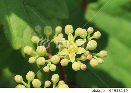 ノブドウの花(花びらが6枚) ノブドウの花(花びらが6枚) 64918110