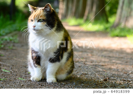 かわいい猫　野良猫 64918399