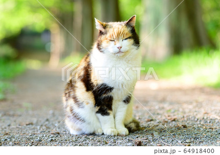 かわいい猫　野良猫 64918400