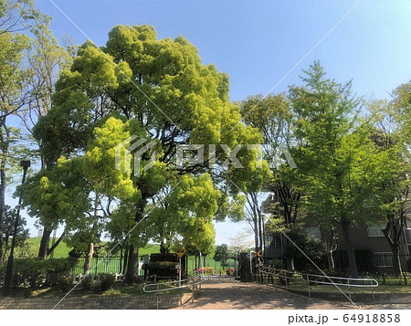 大谷田南公園 Ooyata Minami Park, in Adachi-ku Tokyo 大谷田南公園 Ooyata Minami Park, in Adachi-ku Tokyo 64918858