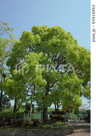 大谷田南公園　Ooyata Minami Park, in Adachi-ku Tokyo 64918863