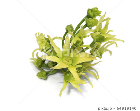 The Mast Tree or Cemetery Tree flower on white 64919140