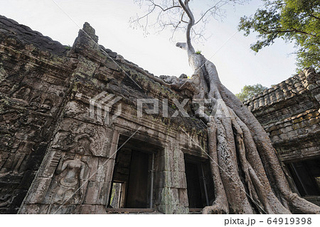 Ta Prohm Temple, Angkor Temple overgrown by massive trees after abandoned for centuries, Siem Reap, Cambodia 64919398