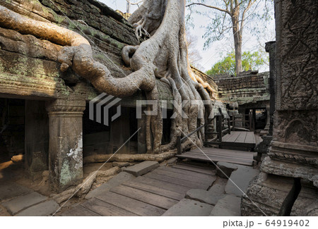 Ta Prohm Temple, Angkor Temple overgrown by massive trees after abandoned for centuries, Siem Reap, Cambodia 64919402