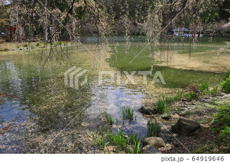 桜の花と花イカダ 64919646