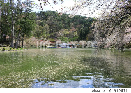 桜の花と花イカダ 64919651