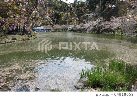 桜の花と花イカダ 桜の花と花イカダ 64919658