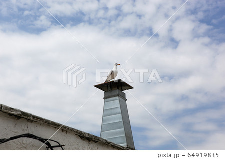 A curious seagull stands on the chimney of the 64919835