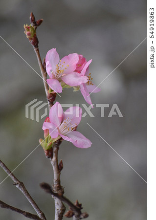 空 エーテル 大空 64919863