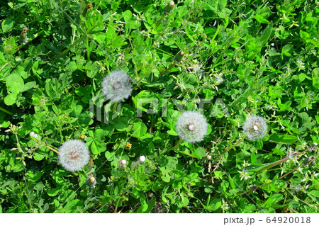 タンポポ胞子 胞子 タンポポ 64920018