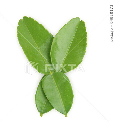 Green leaf, Bergamot Leaf (kaffir lime) isolated on white background Green leaf, Bergamot Leaf (kaffir lime) isolated on white background 64920173