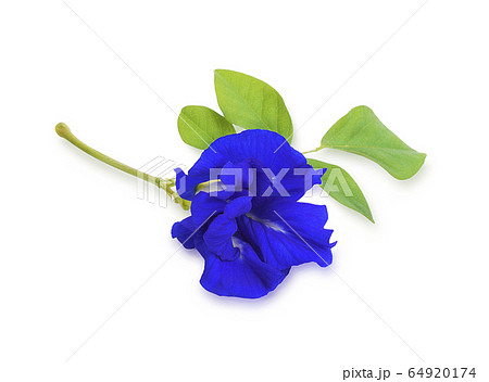 Anchan flowers with leaves isolated on white background Anchan flowers with leaves isolated on white background 64920174