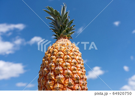 スナックパイン パイナップル 青空 スナックパイン パイナップル 青空 64920750