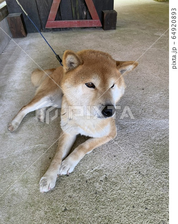 くつろぐ柴犬 くつろぐ柴犬 64920893