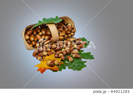 A basket with fruits and leaves of the Russian oak A basket with fruits and leaves of the Russian oak 64921283
