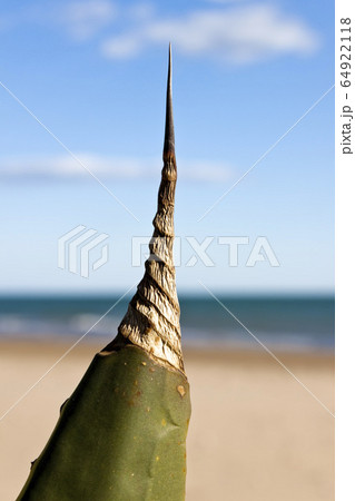 Agave Americana Marginata on the beach in the Agave Americana Marginata on the beach in the 64922118