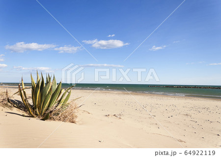 Agave Americana Marginata on the beach in the 64922119