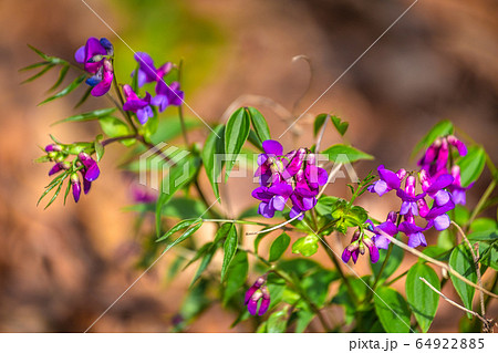 The Spring pea, Lathyrus vernus latin name. 64922885