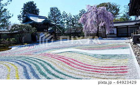 京都   高台寺  桜 64923429