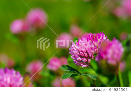 ムラサキツメクサ ムラサキツメクサ 64923503