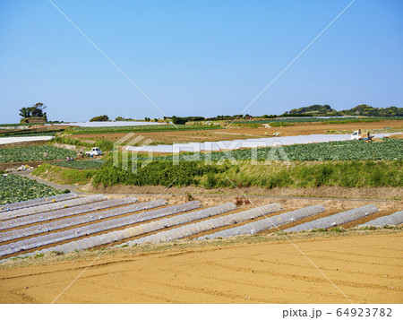 畑（春） 64923782