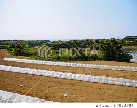 畑(春) 畑(春) 64923784