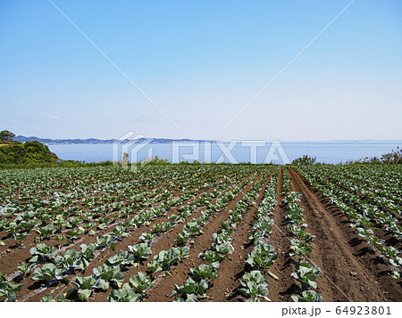 畑（春） 64923801