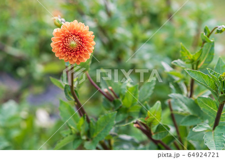 Background with an orange flower  64924721