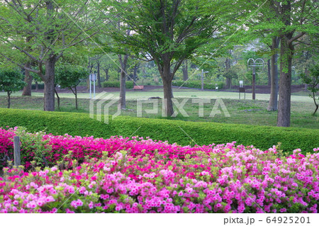 ツツジの季節の早朝の鶴牧西公園 ツツジの季節の早朝の鶴牧西公園 64925201