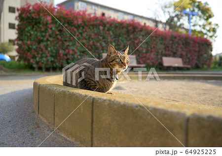 公園のキジトラ猫 64925225