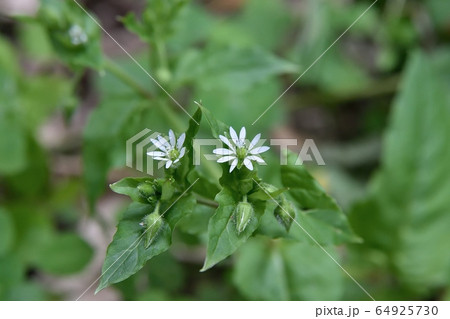 ウシハコベの花 64925730