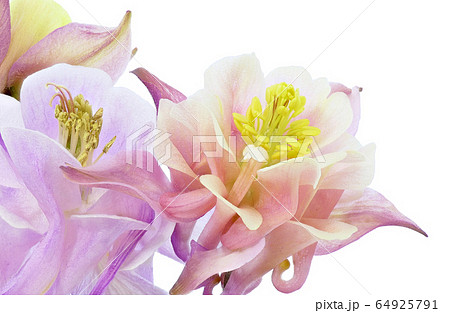 【セイヨウオダマキ】 (深度合成) 64925791