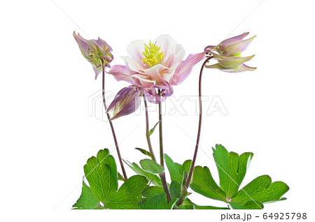 【セイヨウオダマキ】 (深度合成) 64925798