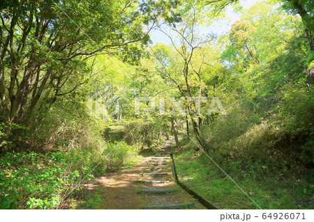 新緑の公園 新緑の公園 64926071