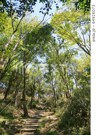 新緑の公園 新緑の公園 64926073