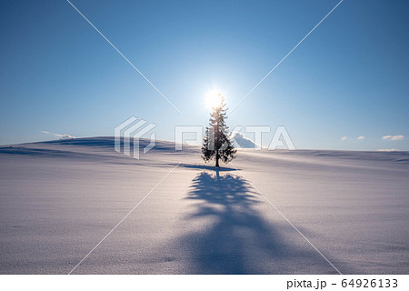 太陽とクリスマスツリーの木 太陽とクリスマスツリーの木 64926133