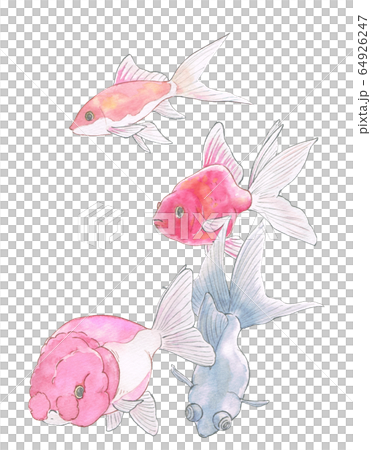 金魚【夏】 64926247