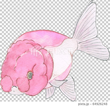 Ranchu [single item] 64926248