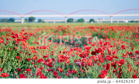 埼玉県鴻巣　荒川河川敷　水管橋とポピー畑 64926297