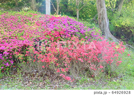 クルメツツジの花 64926928